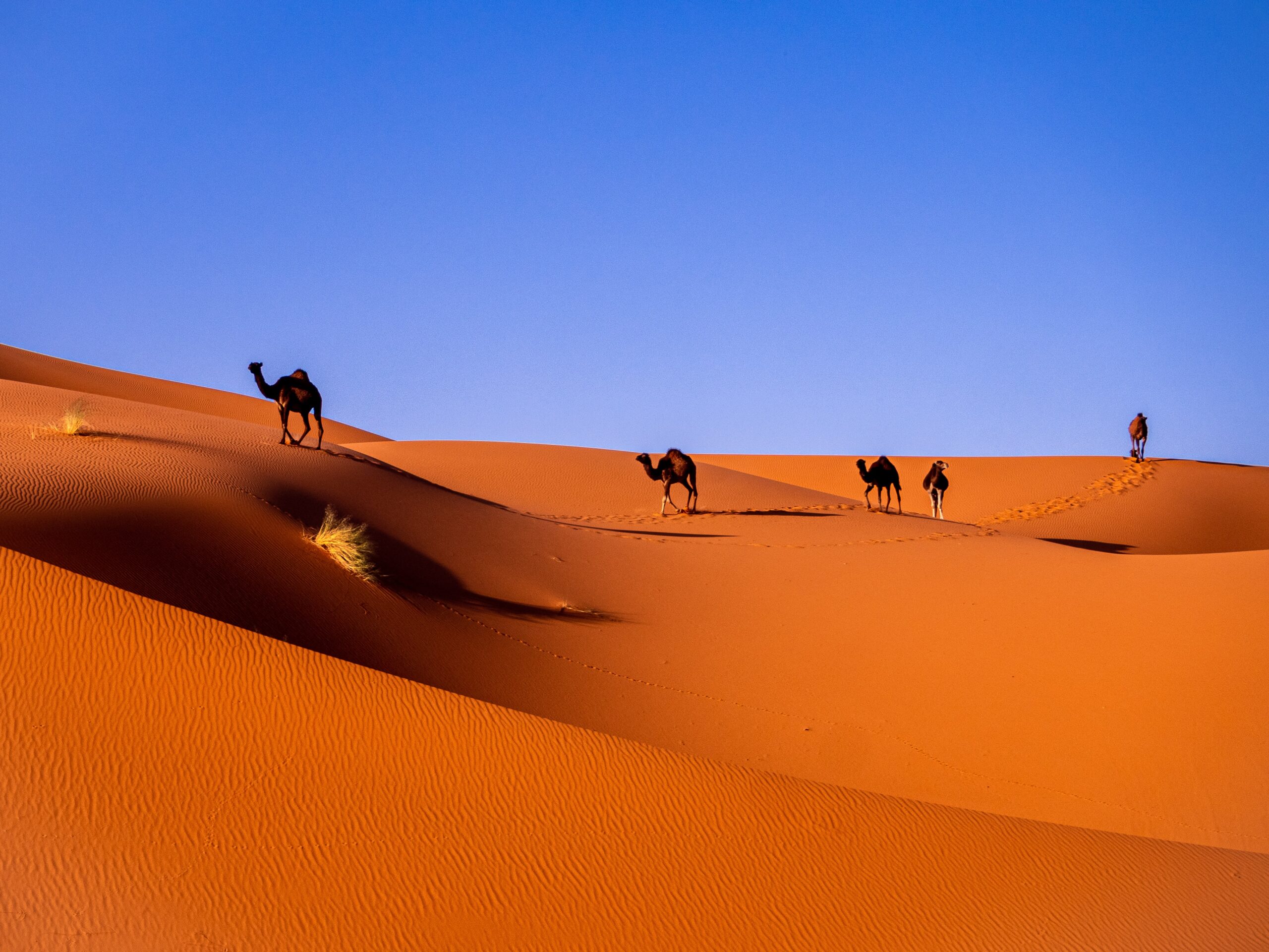 Morocco Sahara Desert: 6 things to do