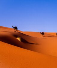 Guided Morocco Tours-Camel Riding