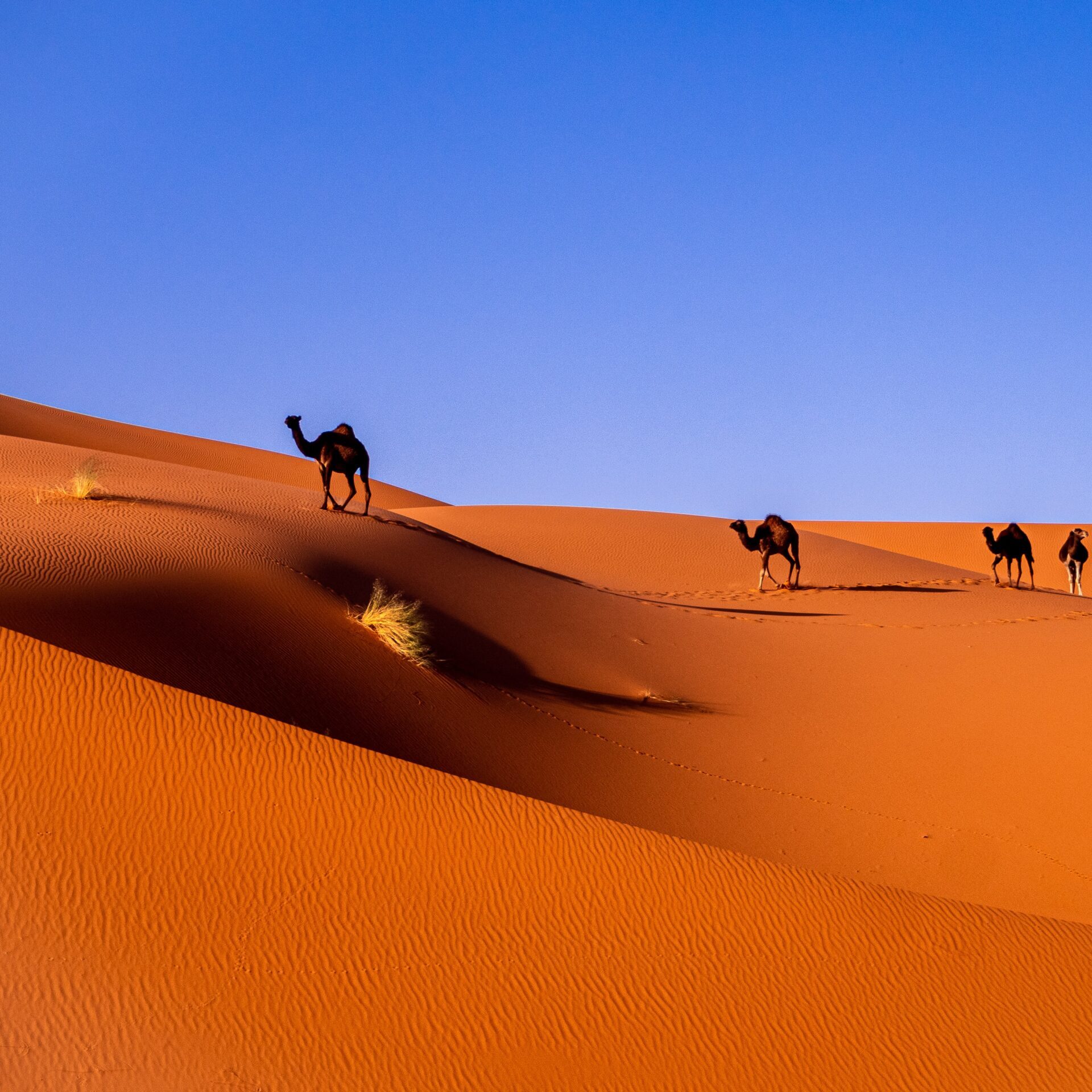 Guided Morocco Tours-Camel Riding